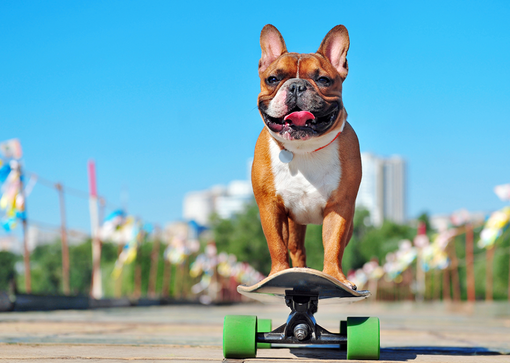 #3. French bulldog